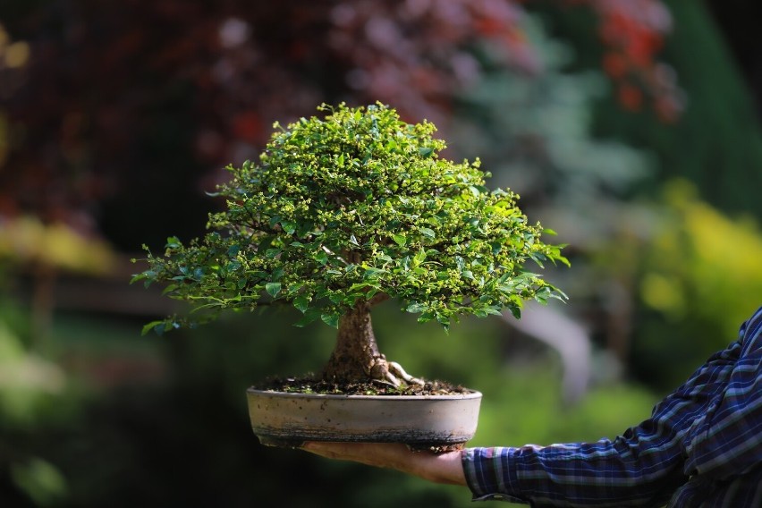 Do wyjątkowo drogich roślin należą drzewka bonsai. Ale nie...