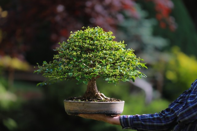 Do wyjątkowo drogich roślin należą drzewka bonsai. Ale nie tylko one osiągają zawrotne ceny. Zobacz, jak wyglądają wyjątkowo drogie rośliny ozdobne.