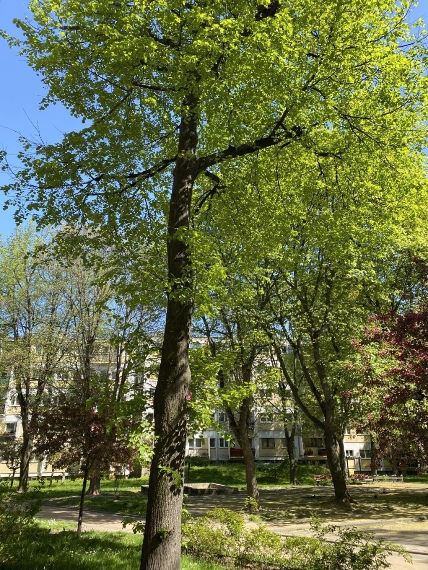 Lublin. Mieszkanka LSM skarży się na drzewa. „W mieszkaniach ciemno jest nawet o poranku”