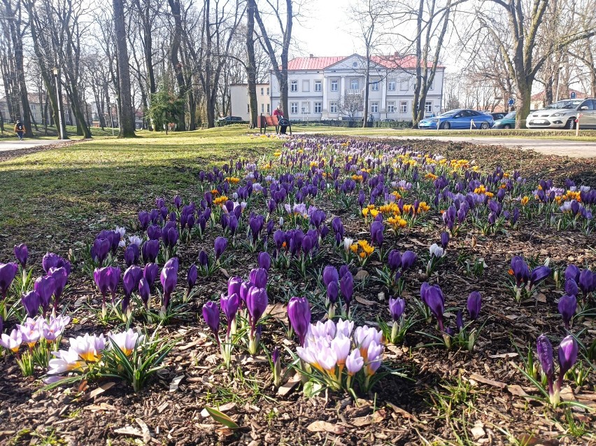 W Wieluniu robi się wiosennie. W centrum miasta posadzono kwiaty FOTO