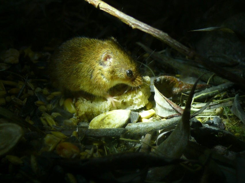 Zoo Poznań: Mieszka tu badylarka - najmniejsza mysz w Polsce