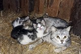 Pięć maleńkich kociaków szuka domu. Przygarnij przyjaciela! [ZDJĘCIA]  