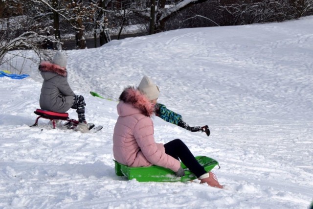 W Świętokrzyskie nadeszła piękna zima, jest dużo śniegu, a że trwają ferie zimowe w Kielcach prawdziwe szaleństwo jest niemal na każdej górce. Młodzi amatorzy sportów zimowych, głównie sanek wybrali się w czwartek, 14 stycznia na Kadzielnię. Zobaczcie co się tam działo. 

Na kolejnych slajdach zobacz saneczkowe szaleństwo >>>

