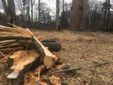 Mieszkańcy oburzeni wycinką drzew w Giszowcu [ZDJĘCIA]