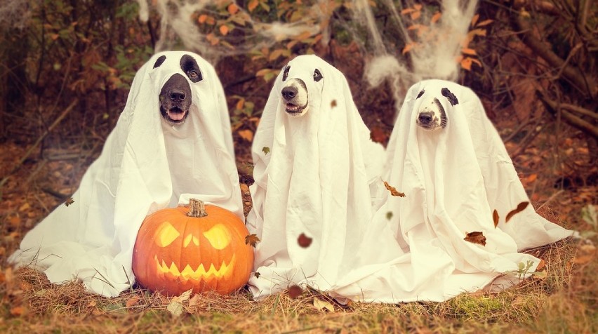 Halloween obchodzimy 31 października. Halloween jest...