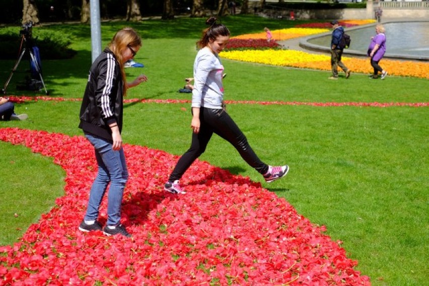 Z miliona tulipanów przed Operą powstają dywany kwiatowe....