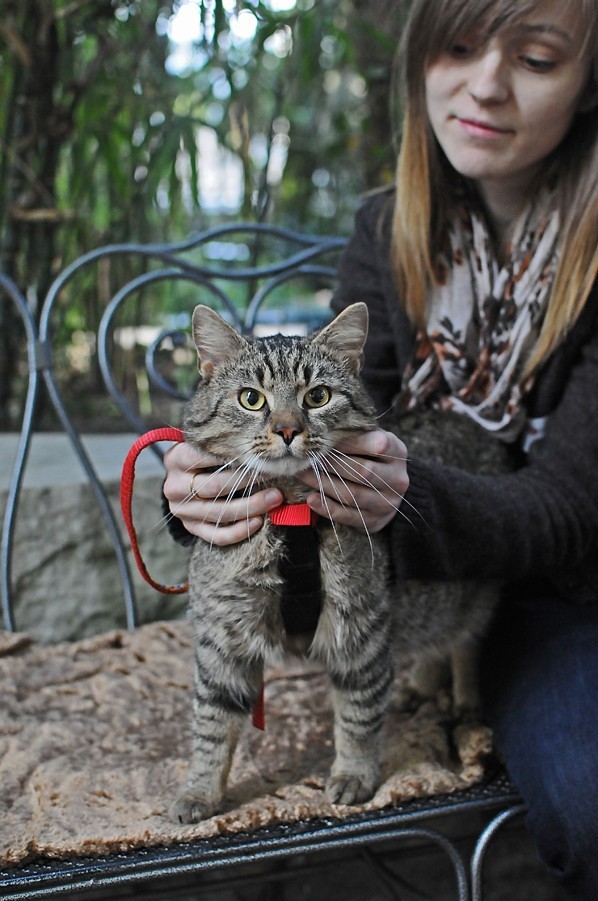 Pokaz kotów do adopcji w Palmiarni Poznańskiej