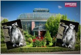 Wałbrzych: Lemury z Czech już czekają na przewiezienie do nowego domu - palmiarni - ZDJĘCIA
