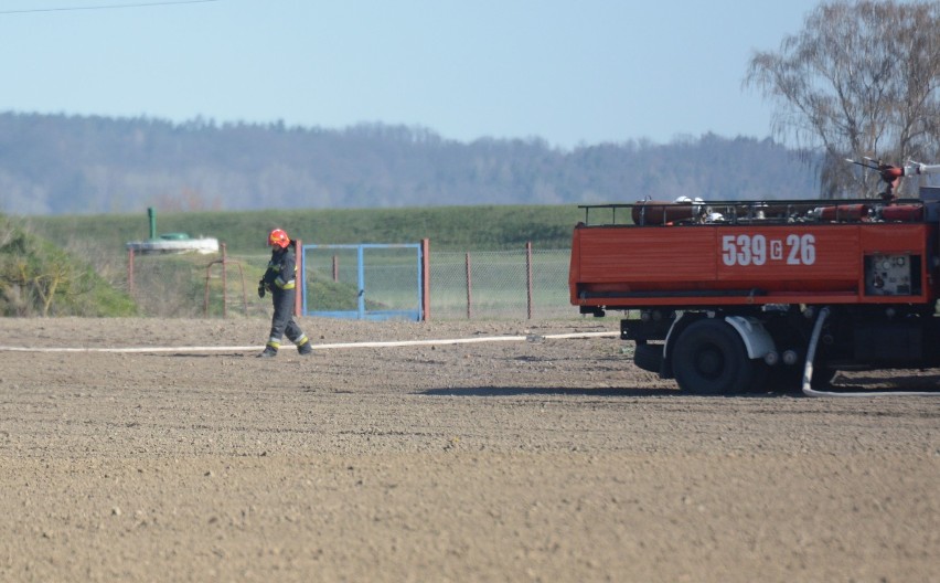 Pożar w chlewni w Trylu. Pomoc strażaków przyszła na czas [zdjęcia]