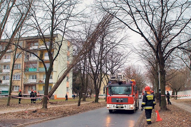 Wiatr przewrócił drzewo, które oparło się o inne, niebezpiecznie przechylając je nad jezdnię.