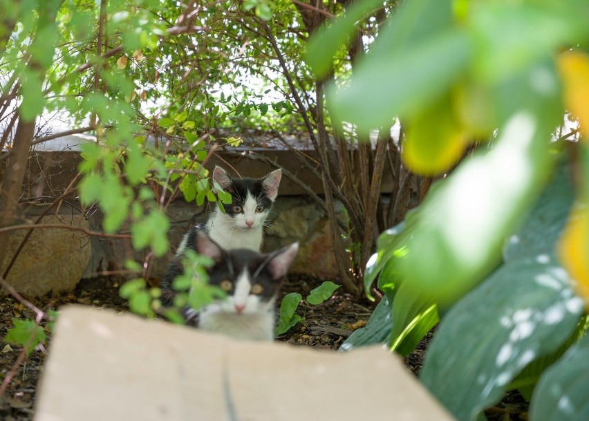 Małe ciekawskie kotki spod Dworku Laszczyków w Kielcach potrzebują odpowiedzialnego domu. Kto je przygarnie?