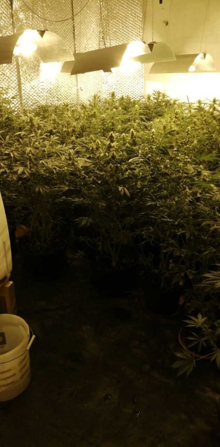 Policjanci rozliczyli plantatorów konopi indyjskich oraz dilerów marihuany