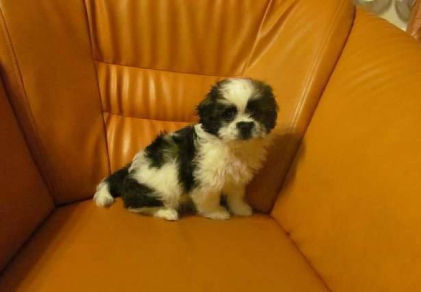 Zaginęła suczka Shih Tzu 21.03 około godz 13 w okolicach...