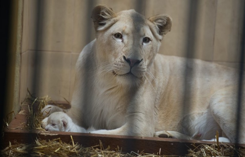 Trzy białe lwy urodziły się w Zoo Safari w Borysewie