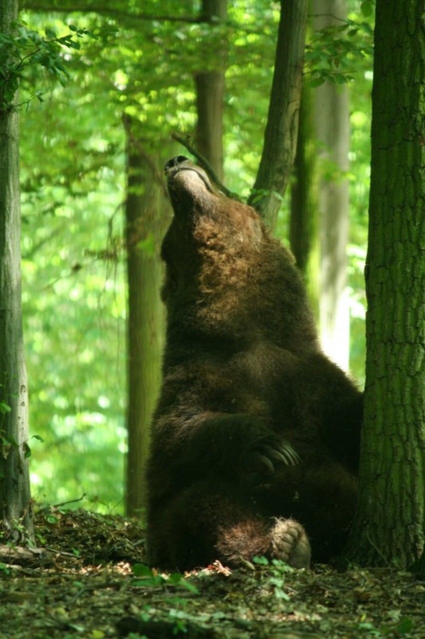 Smutny czas w zoo w Poznaniu. W sobotę zmarli niedźwiedź...