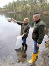 Narybek szczupaka już pływa w trzech jeziorach powiatu bytowskiego