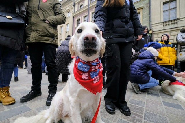 Psy zaprezentowały się zgromadzonym na Starym Rynku poznaniakom. Zobacz zdjęcia -->