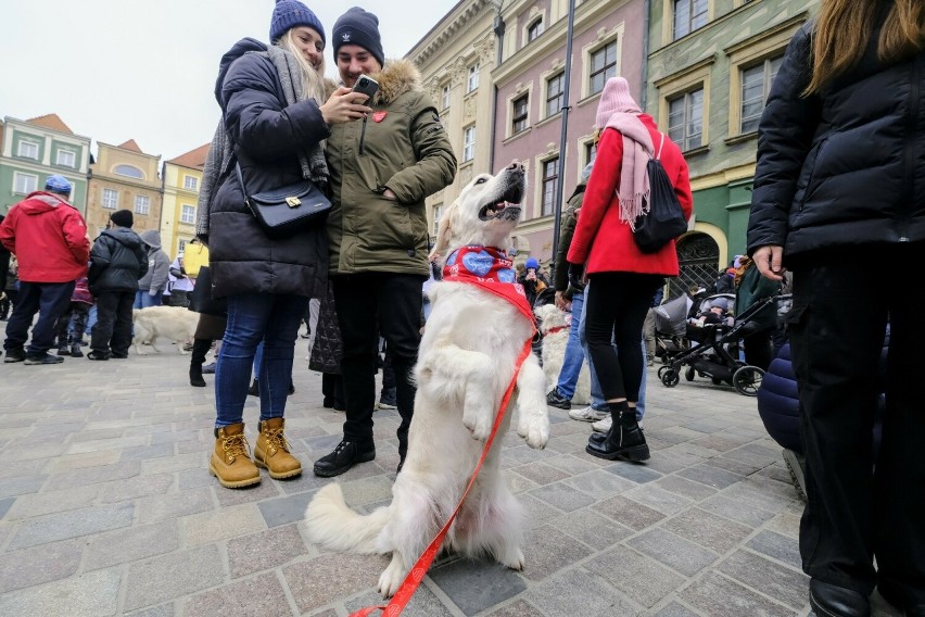 Psy zaprezentowały się zgromadzonym na Starym Rynku...