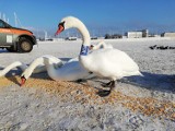 Łabędź z niebieską opaską spaceruje po gdyńskiej plaży