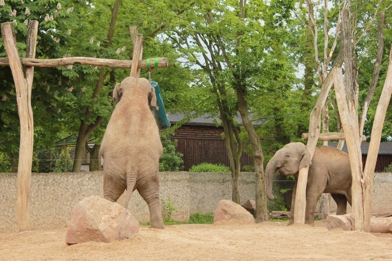 Nowe zabawki słoni z płockiego zoo
