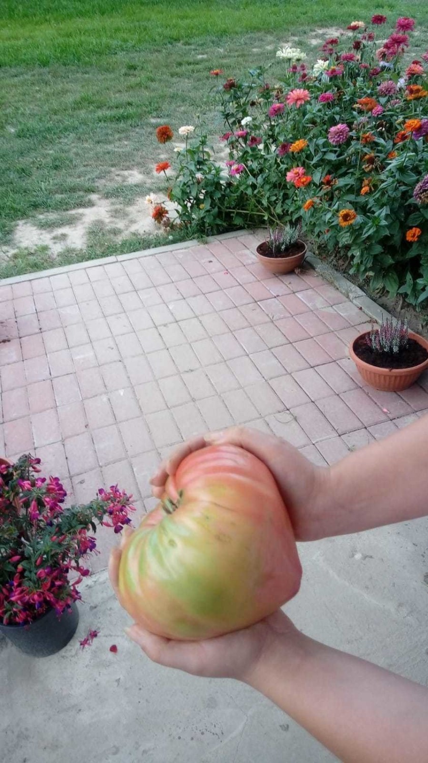 Pomidory giganty wyrosły w Zimnej Wódce.
