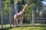 Śląskie ZOO w Chorzowie powitało nowonarodzoną żyrafę