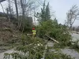 Katastrofalne wichury w Małopolsce. Śmierć poniosło łącznie pięć osób przygniecionych przed drzewa, w tym dwójka dzieci