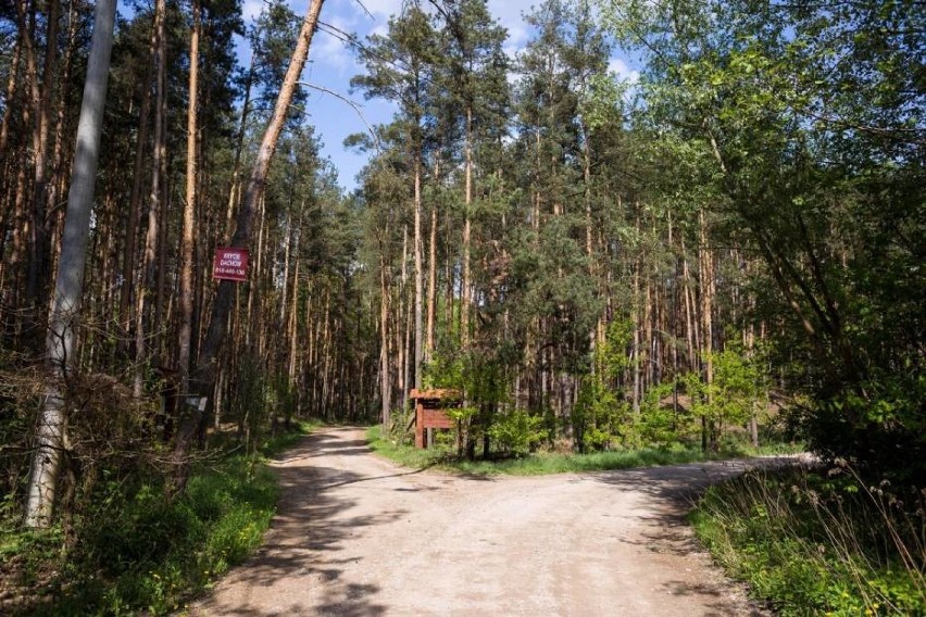 Czeka nas rekordowa susza. Czy wprowadzony zostanie zakaz wstępu do Lasów Miejskich w Warszawie? 