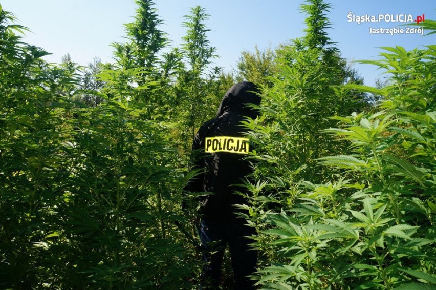 Marihuana w Jastrzębiu: wykryli plantację w lesie