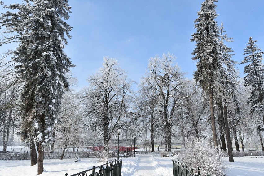 Park Miejski w Zamościu - wirtualny spacer w pierwszym dniu lutego