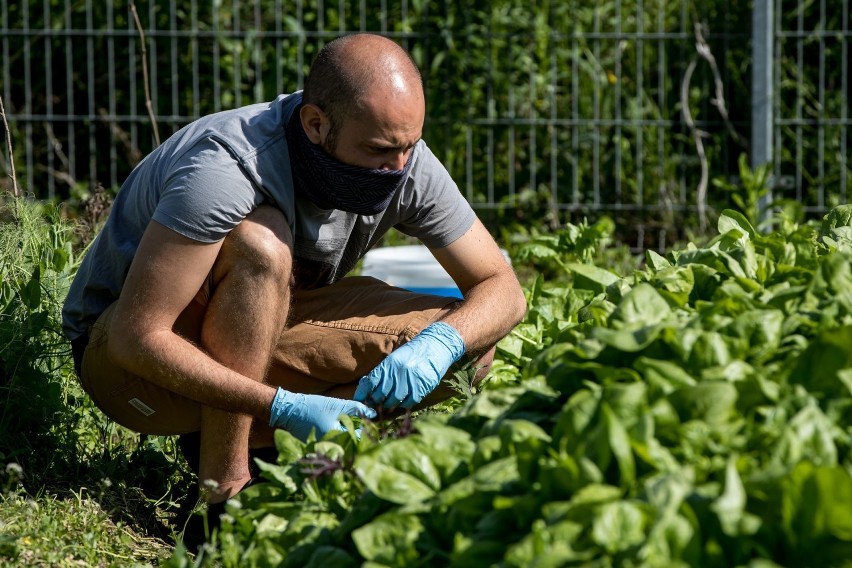 Na Krakowskiej Farmie Miejskiej uprawiają warzywa zgodnie z rytmem natury [ZDJĘCIA]