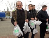 Rozdali 500 drzewek na bazarze w Piotrkowie