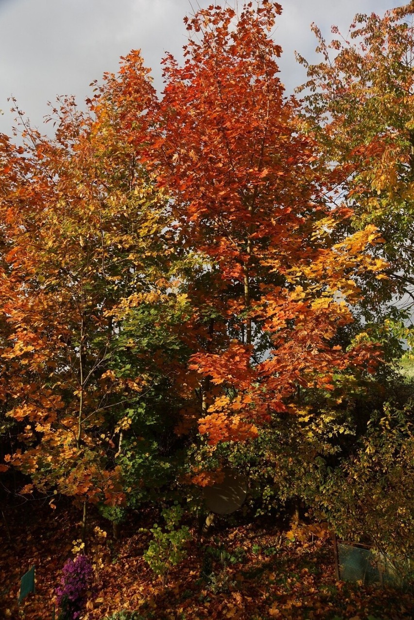 Co za widoki! Przepiękna złota polska jesień w Kazimierzy Wielkiej. Skąpane słońcem miasto zachwyca kolorami. Zobaczcie zdjęcia