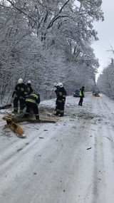 Gmina Bierutów: Powalony konar na drodze     