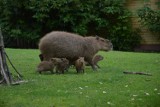 W opolskim zoo mamy młode kapibary [zdjęcia, wideo] 