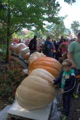 Nowy rekord Polski. Największa dynia waży blisko 600 kg! (FILM, ZDJĘCIA)