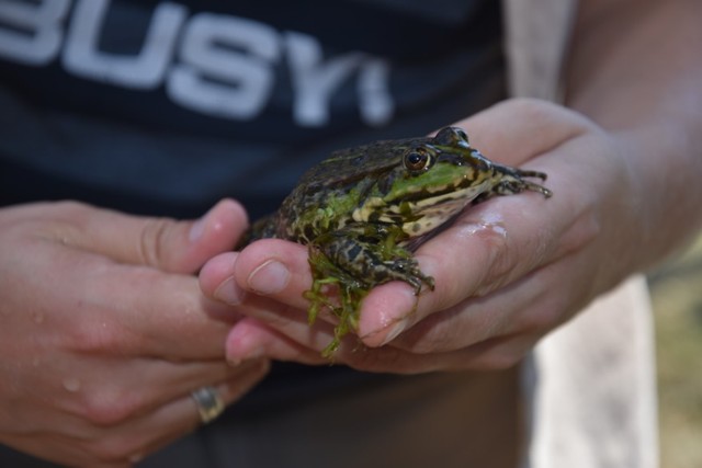 Żaby z Żabna wzbudziły ciekawość nie tylko dzieci