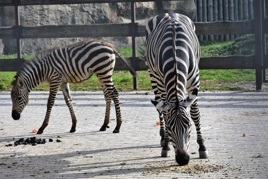 Zwierzęta w Zamojskim Ogrodzie Zoologicznym