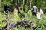 Leśnicy będą rozdawać sadzonki drzew i krzewów na Placu Konstytucji 3 Maja w Pile. Zupełnie za darmo! 