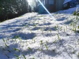 W Zakopanem mamy powrót zimy. Spadł śnieg. W niedzielę ma sypnąć jeszcze więcej
