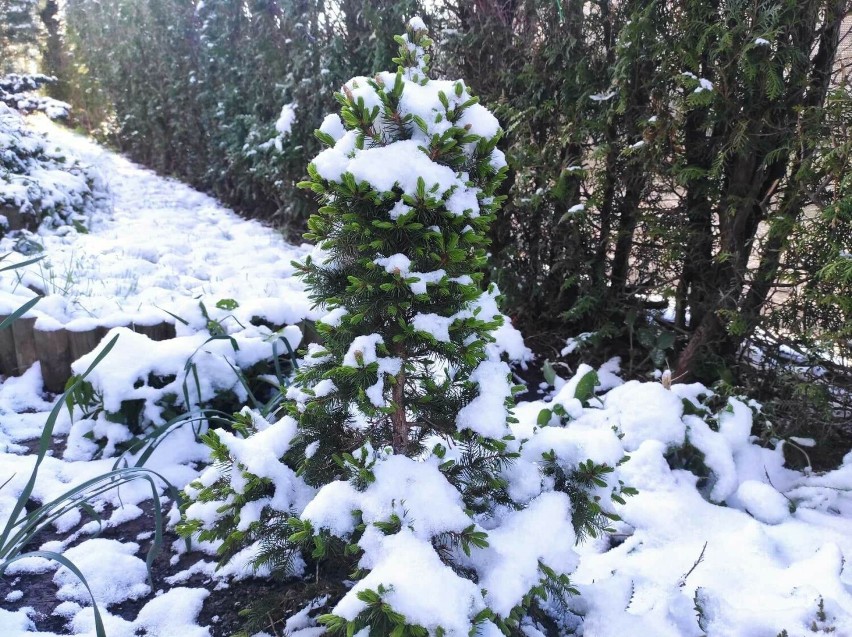 W Zakopanem spadł śnieg