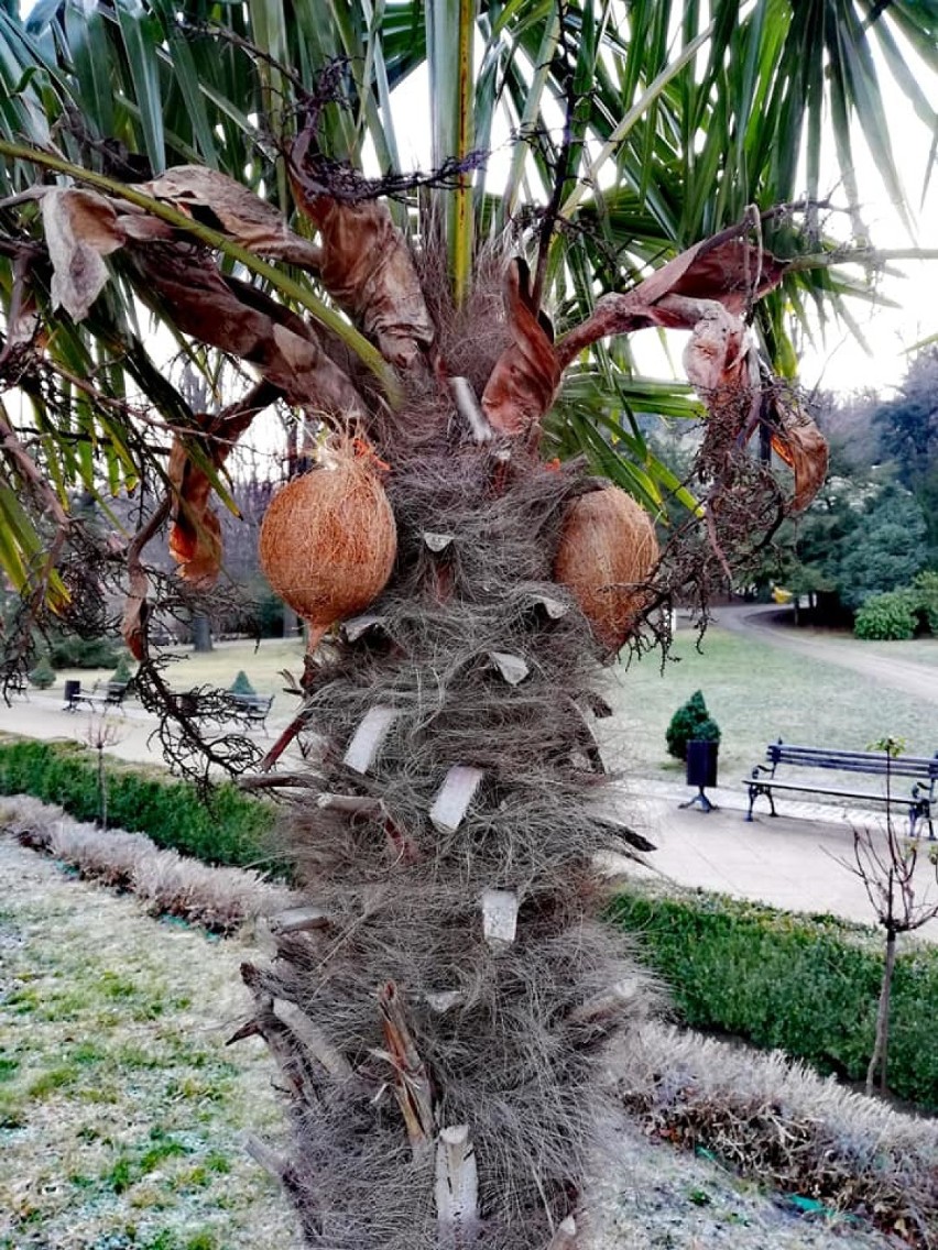 To nie Kanary, ani Brazylia, to w Szczawnie - Zdroju na palmach wyrosły kokosy... [ZDJĘCIA]