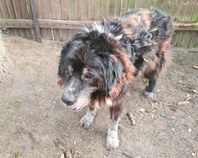 Odebrane pod Opolem psy były w opłakanym stanie. 2-letni husky miał na ciele rany, m.in. na głowie, uszach, pysku czy klatce piersiowej. Podczas obdukcji okazało się, że prawdopodobnie był przypalany papierosami. 10-letniego nowofunlanda, zdaniem inspektorów TOZ, od śmierci dzieliło kilka dni.