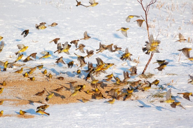 Spisem ptaków zimujących na Mierzei Wiślanej zajęła się grupa mieszkańców i ornitologów