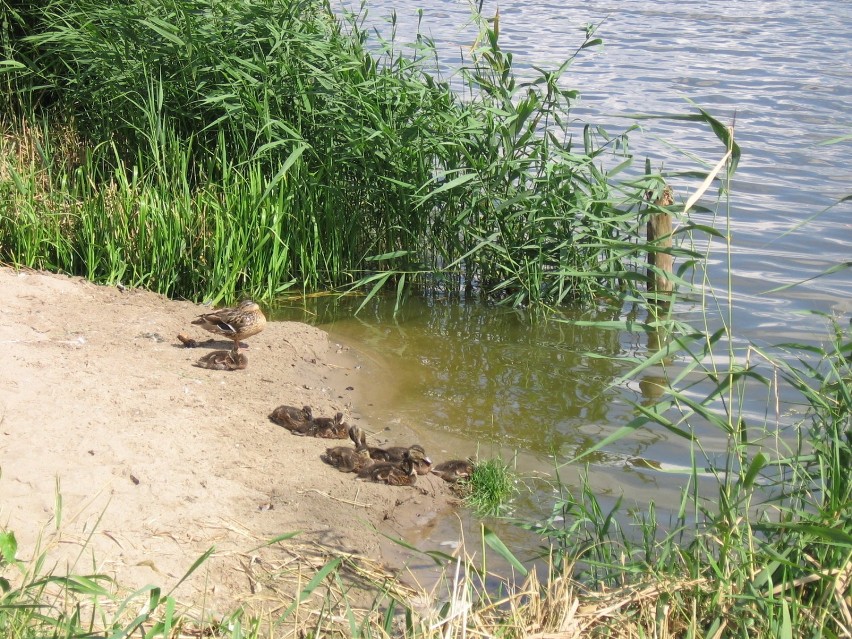 Dzikie kaczki na brzegu jeziora Jamno. Fot. Łukasz...