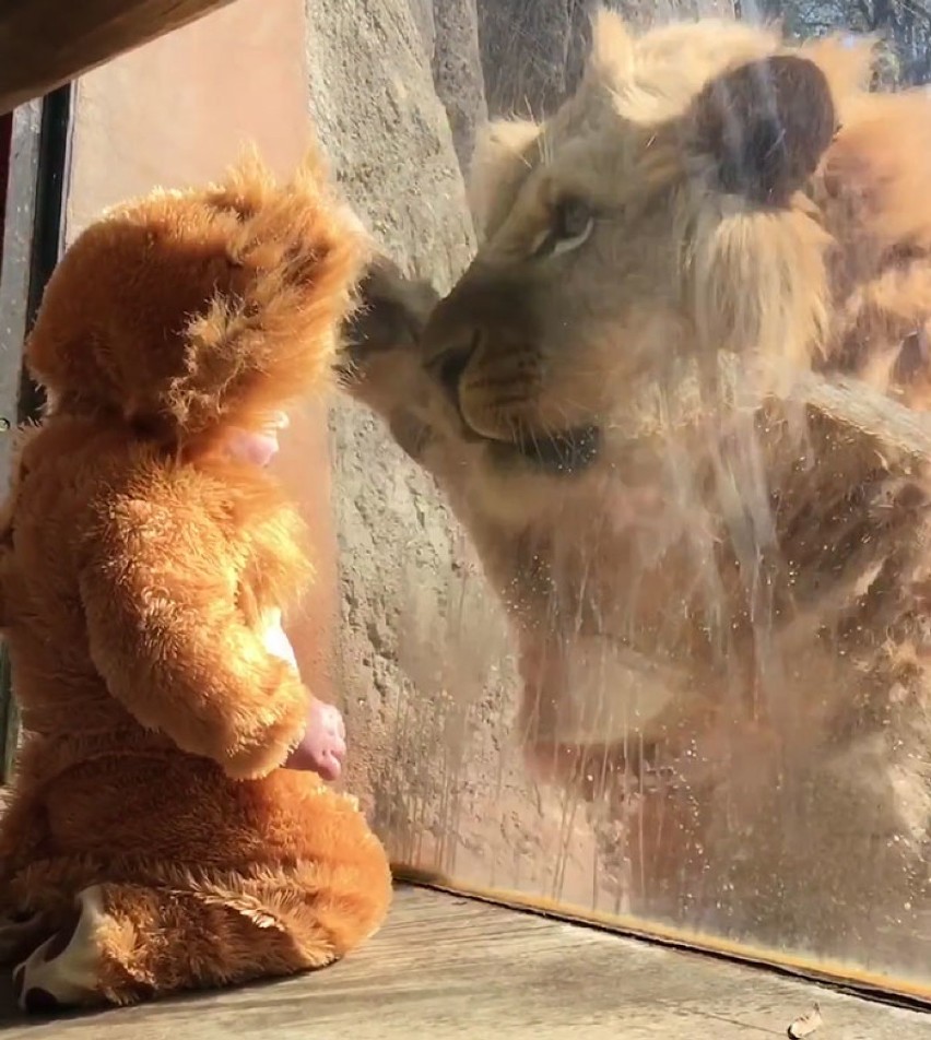 Przebrali dziecko za lwa i wzięli je do ZOO. Reakcja...