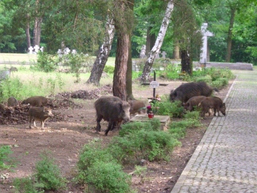 Locha przebywająca na cmentarzu na Miłostowie może stanąć w...