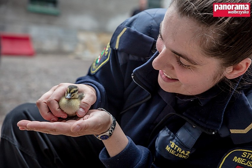 Strażnicy miejscy z Wałbrzycha uratowali dzikie kaczki