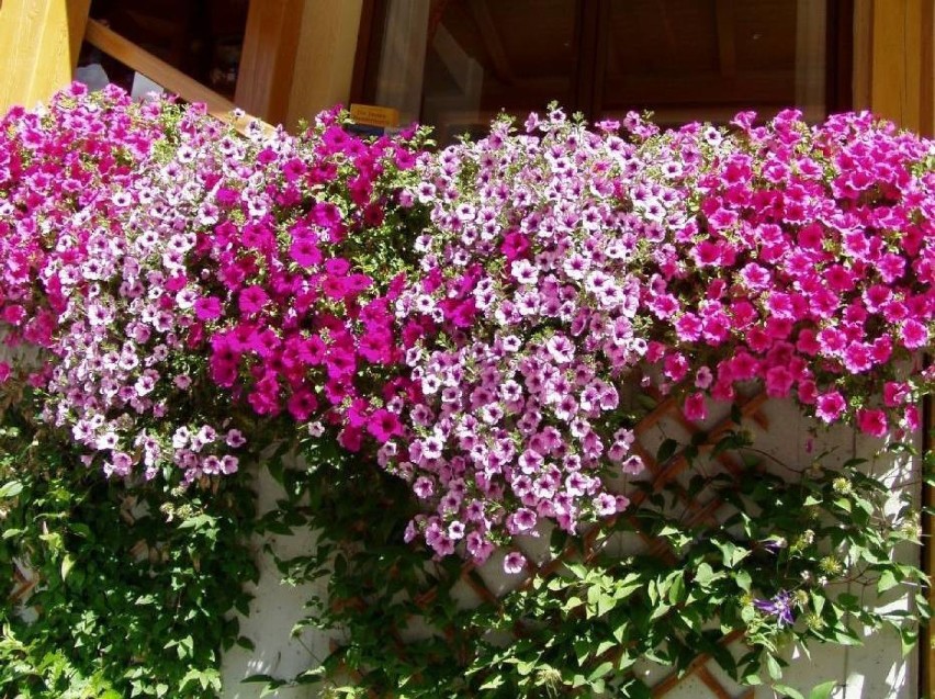 Stań do rywalizacji w konkursie na najpiękniejszy taras i balkon ZDJĘCIA