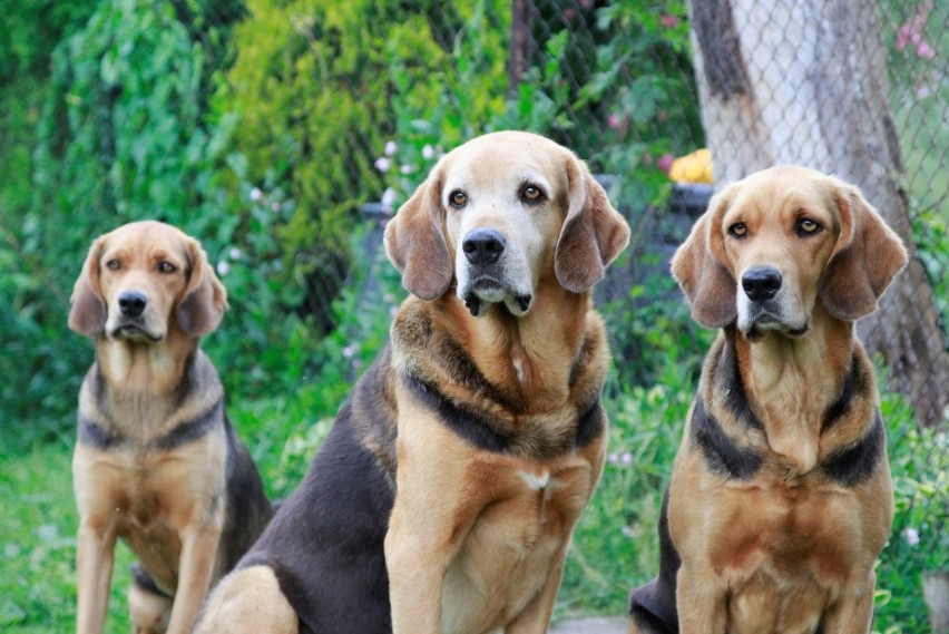 20 tysięcy psów i 340 ras na Euro Dog Show już 11-14 października